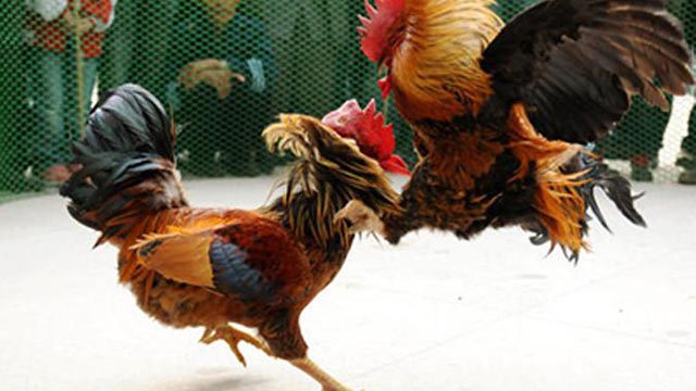 Tata Cara Deposit Dan Withdraw Judi Sabung Ayam